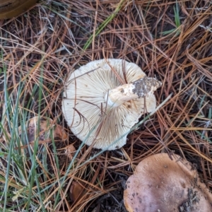 Tricholoma sp. (gills white/creamy) at Florey, ACT - 6 May 2024