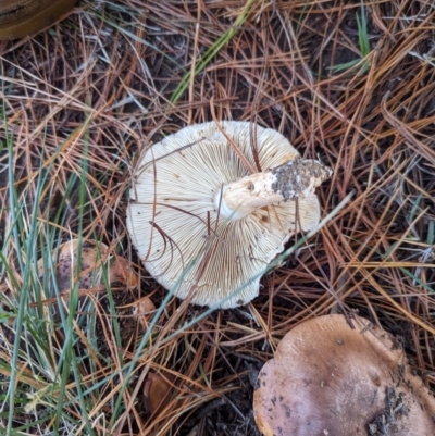 Tricholoma sp. (gills white/creamy) at Florey, ACT - 6 May 2024 by rbannister