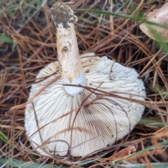 Tricholoma sp. (gills white/creamy) at Florey, ACT - 6 May 2024 09:14 AM