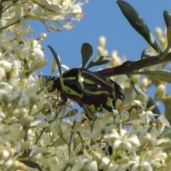 Eupoecila australasiae (Fiddler Beetle) at Pollinator-friendly garden Conder - 12 Dec 2023 by michaelb