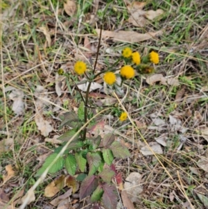 Bidens pilosa at QPRC LGA - 6 May 2024