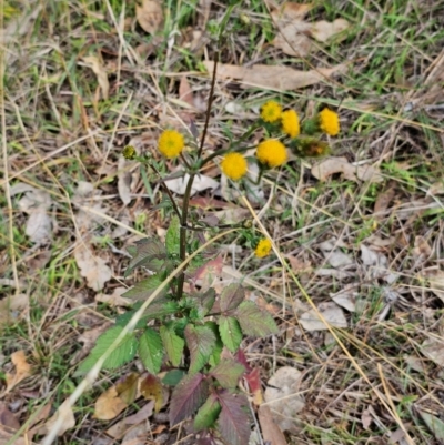 Bidens pilosa (Cobbler's Pegs, Farmer's Friend) at Queanbeyan West, NSW - 5 May 2024 by Jiggy