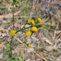 Bidens pilosa at QPRC LGA - 6 May 2024 09:08 AM