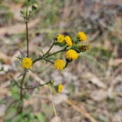 Bidens pilosa at QPRC LGA - 6 May 2024