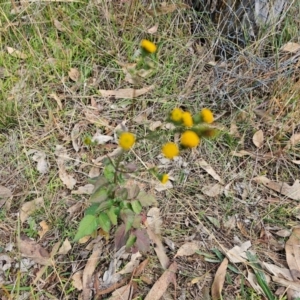 Bidens pilosa at QPRC LGA - 6 May 2024