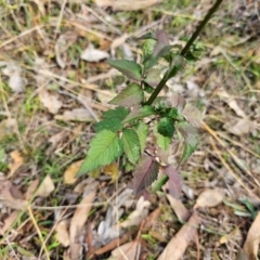 Bidens pilosa at QPRC LGA - 6 May 2024 09:08 AM