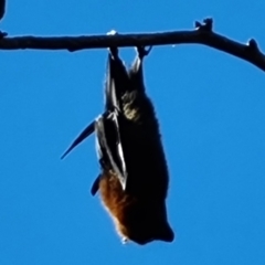 Pteropus poliocephalus at Adelaide, SA - 6 May 2024