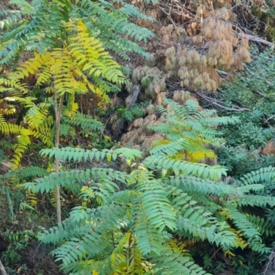 Ailanthus altissima (Tree-of-Heaven) at Adelaide, SA - 6 May 2024 by Mike