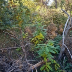 Ailanthus altissima at Adelaide, SA - 6 May 2024