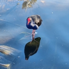 Porphyrio melanotus (Australasian Swamphen) at suppressed - 6 May 2024 by Mike