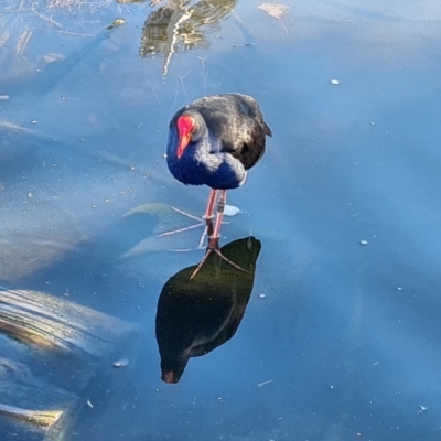 Porphyrio melanotus (Australasian Swamphen) at Adelaide, SA - 6 May 2024 by Mike