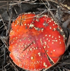 Amanita muscaria (Fly Agaric) at Aranda, ACT - 6 May 2024 by lbradley