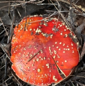 Amanita muscaria at Aranda, ACT - 6 May 2024