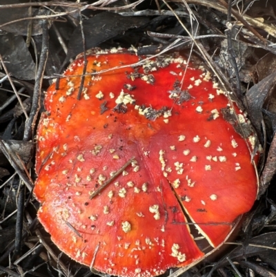 Amanita muscaria (Fly Agaric) at Aranda, ACT - 6 May 2024 by lbradley