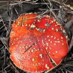 Unidentified Cap on a stem; gills below cap [mushrooms or mushroom-like] at suppressed by lbradley