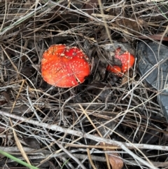 Amanita muscaria at Aranda, ACT - 6 May 2024