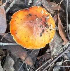 Amanita muscaria (Fly Agaric) at Aranda, ACT - 6 May 2024 by lbradley