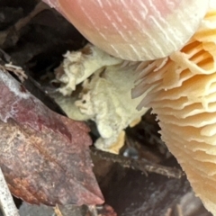 Amanita muscaria at Aranda, ACT - 6 May 2024