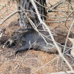 Sus scrofa (Feral Pig) at Gundaroo, NSW - 30 Apr 2024 by Gunyijan