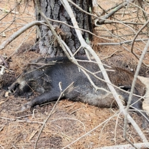 Sus scrofa (Pig (feral)) at Gundaroo, NSW by Gunyijan