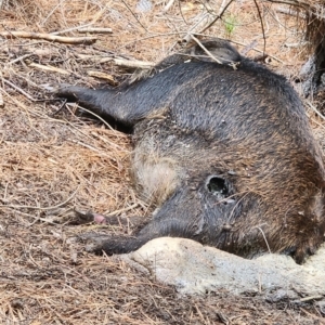 Sus scrofa at Gundaroo, NSW - 30 Apr 2024