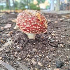 Amanita muscaria (Fly Agaric) at Australian National University - 6 May 2024 by LouGaffey