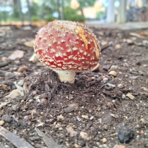 Amanita muscaria at Australian National University - 6 May 2024