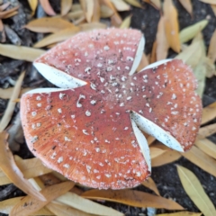 Amanita muscaria at Australian National University - 6 May 2024