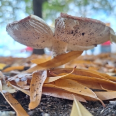 Amanita muscaria at Australian National University - 6 May 2024