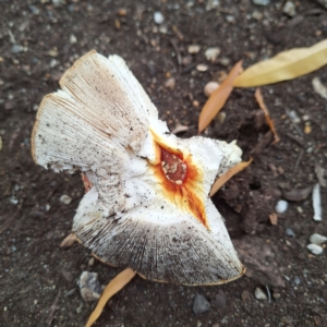 Amanita muscaria at Australian National University - 6 May 2024 12:28 PM