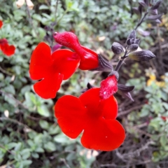 Salvia sp. (Cultivated) (Sage) at Acton, ACT - 6 May 2024 by LouGaffey