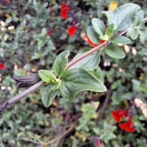 Salvia sp. (Cultivated) at Australian National University - 6 May 2024