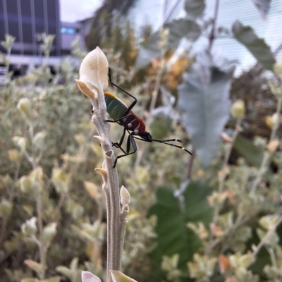 Dindymus versicolor (Harlequin Bug) at ANU Banks Precinct - 6 May 2024 by LouGaffey