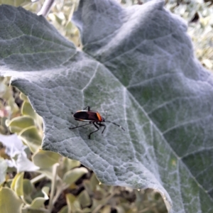 Dindymus versicolor at Australian National University - 6 May 2024