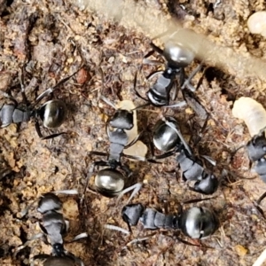 Polyrhachis phryne at Bruce Ridge to Gossan Hill - 6 May 2024