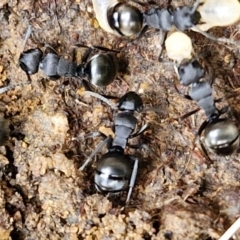 Polyrhachis phryne at Bruce Ridge to Gossan Hill - 6 May 2024