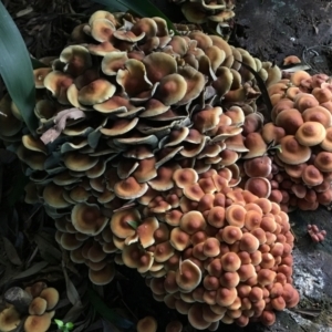 Hypholoma fasciculare at O'Connor, ACT - suppressed