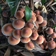 Hypholoma fasciculare at O'Connor, ACT - 6 May 2024