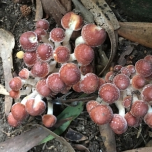 Hypholoma fasciculare at O'Connor, ACT - 6 May 2024
