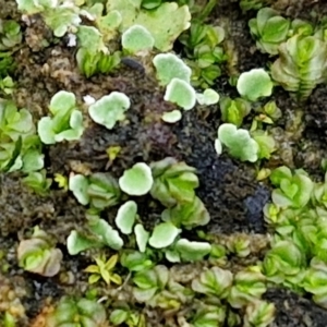 Unidentified Lichen at Bruce, ACT by trevorpreston