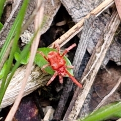Trombidiidae (family) (Red velvet mite) at Bruce Ridge to Gossan Hill - 6 May 2024 by trevorpreston