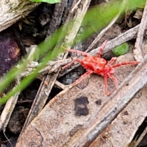 Trombidiidae (family) at Bruce Ridge to Gossan Hill - 6 May 2024