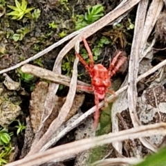 Trombidiidae (family) at Bruce Ridge to Gossan Hill - 6 May 2024 01:06 PM