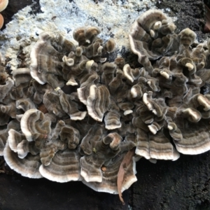 Trametes versicolor (Turkey Tail) at O'Connor, ACT by RWPurdie