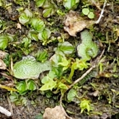 Asterella drummondii at Bruce, ACT - 6 May 2024 by trevorpreston