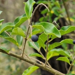 Ligustrum sinense (Narrow-leaf Privet, Chinese Privet) at Bruce Ridge to Gossan Hill - 6 May 2024 by trevorpreston