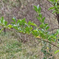 Ligustrum sinense at Bruce Ridge to Gossan Hill - 6 May 2024 01:00 PM