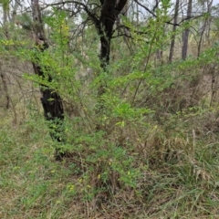 Ligustrum sinense at Bruce Ridge to Gossan Hill - 6 May 2024 01:00 PM