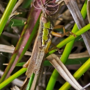 Bermius brachycerus (A grasshopper) at Flea Bog Flat, Bruce by trevorpreston