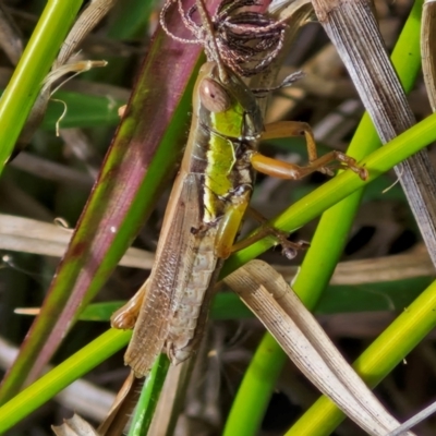 Bermius brachycerus (A grasshopper) at Bruce Ridge to Gossan Hill - 6 May 2024 by trevorpreston